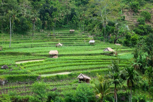 Bali